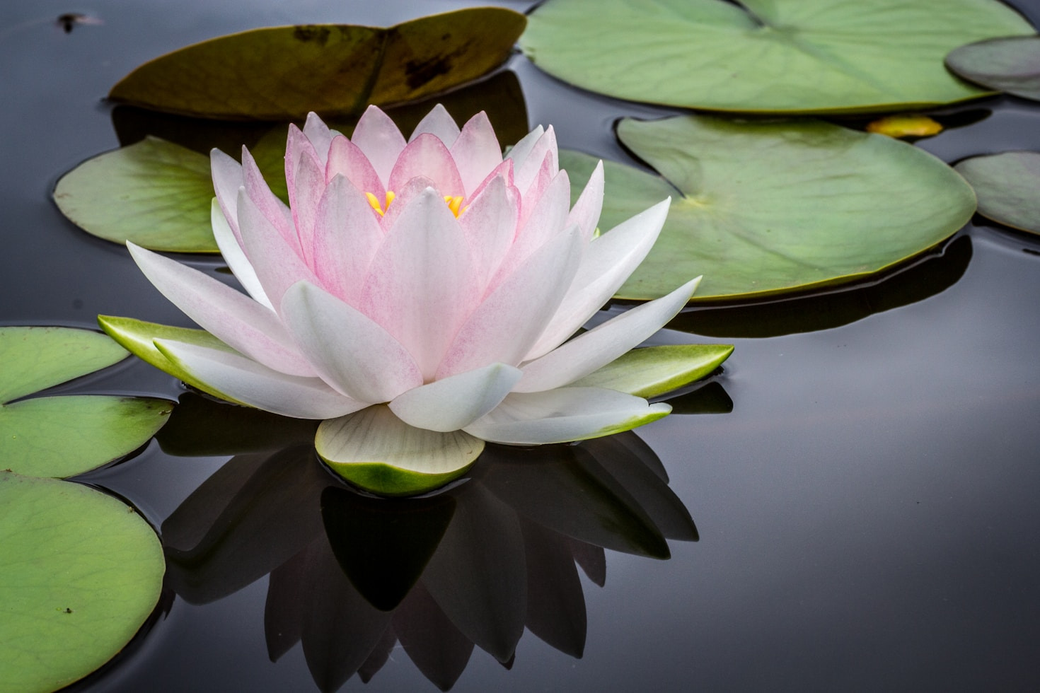 The Science Behind Naturopathy and Its Benefits